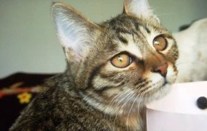 How to Remove Hard Crusts from Cats with Ringworm?