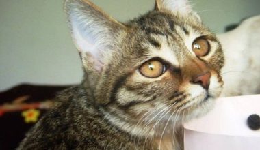 How to Remove Hard Crusts from Cats with Ringworm? - Pet Encyclopedia