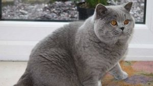 Signs and Care for British Shorthair Female Cats in Heat