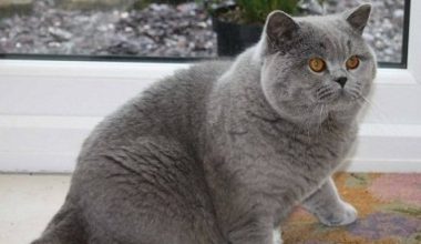 Signs and Care for British Shorthair Female Cats in Heat - Pet Encyclopedia