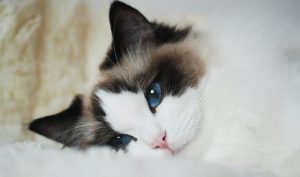 Can Ragdoll Cats Recover from Colds? Are They Contagious?