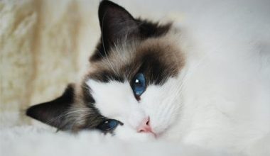 Can Ragdoll Cats Recover from Colds? Are They Contagious? - Pet Encyclopedia