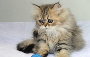 Reasons and Treatments for Diarrhea in Persian Cats