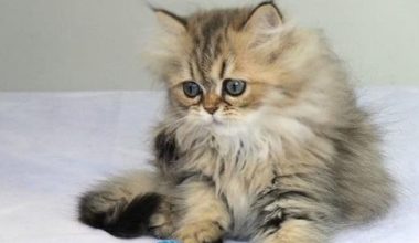 Reasons and Treatments for Diarrhea in Persian Cats - Pet Encyclopedia