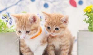 Loss of Appetite in Orange Cats: What to Do When They Won’t Eat?
