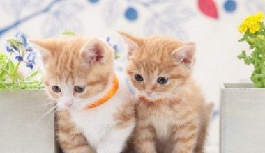 Loss of Appetite in Orange Cats: What to Do When They Won’t Eat? - Pet Encyclopedia
