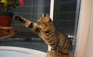 Signs and Care for Female Cats in Heat