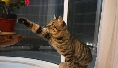 Signs and Care for Female Cats in Heat - Pet Encyclopedia