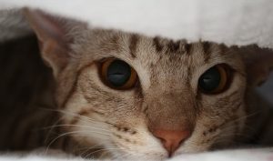 Should Kittens with Ringworm Be Shaved?