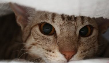 Should Kittens with Ringworm Be Shaved? - Pet Encyclopedia
