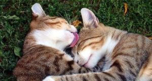 5 Reasons Why Cats Lick Their Fur