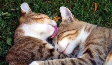 5 Reasons Why Cats Lick Their Fur - Pet Encyclopedia