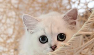 Can a High-Salt Diet Cause Hair Loss in Cats?