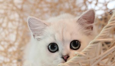 Can a High-Salt Diet Cause Hair Loss in Cats? - Pet Encyclopedia