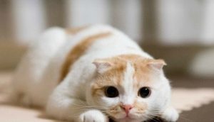 What to Do If Your Cat Is Losing Weight Due to Loss of Appetite?