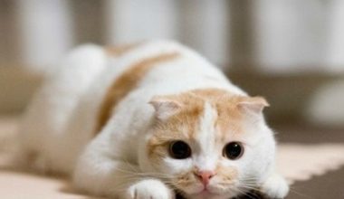 What to Do If Your Cat Is Losing Weight Due to Loss of Appetite? - Pet Encyclopedia