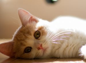 Will Neutering Cause My Male Cat to Resent Me?