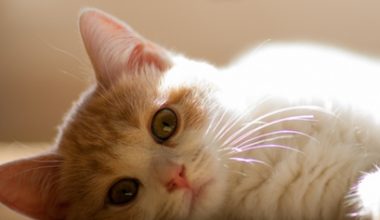 Will Neutering Cause My Male Cat to Resent Me? - Pet Encyclopedia