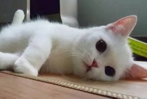 What to Expect During Your Cat's First Heat Cycle