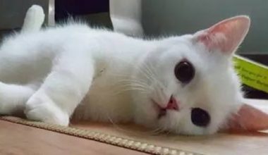 What to Expect During Your Cat’s First Heat Cycle - Pet Encyclopedia