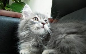How to Care for a Cat with Asthma
