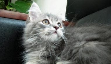 How to Care for a Cat with Asthma - Pet Encyclopedia
