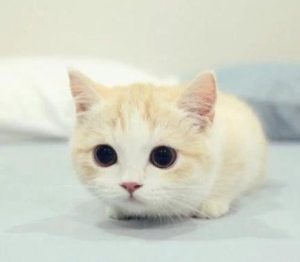How to Tell If Your Cat Has Ringworm