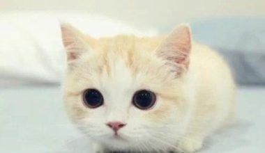 How to Tell If Your Cat Has Ringworm - Pet Encyclopedia