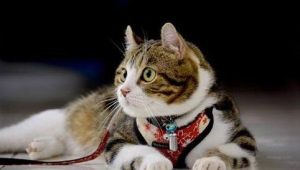 Is It Okay to Dress Up Your Cat?
