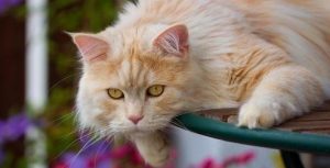 How to Understand the Meanings Behind Your Cat’s Tail Movements