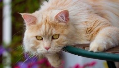 How to Understand the Meanings Behind Your Cat’s Tail Movements - Pet Encyclopedia