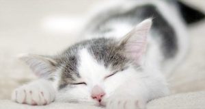 How Long Do Cats Sleep Each Day?