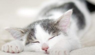 How Long Do Cats Sleep Each Day? - Pet Encyclopedia