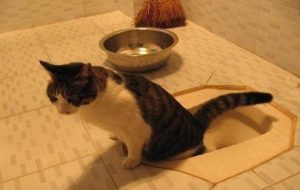How to Train Your Cat to Use the Litter Box