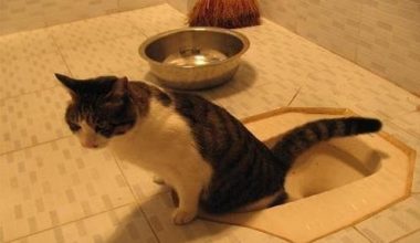How to Train Your Cat to Use the Litter Box - Pet Encyclopedia