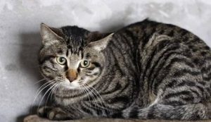How to Care for a Chinese Li Hua Cat