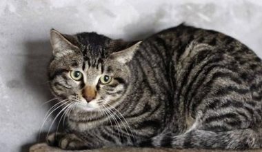 How to Care for a Chinese Li Hua Cat - Pet Encyclopedia