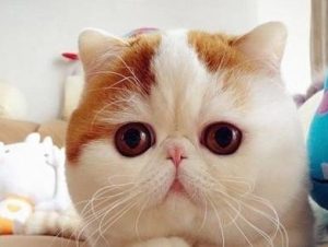 Cat Care: What You Need to Know