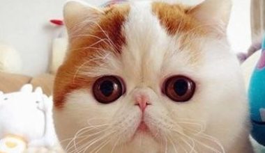 Cat Care: What You Need to Know - Pet Encyclopedia