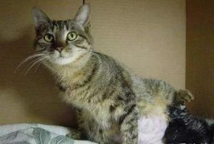 Understanding the Cat's Labor Process