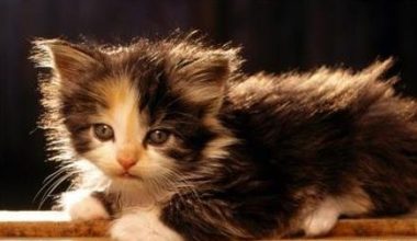 Cat Deworming: Medications, Dosages, and Precautions - Pet Encyclopedia