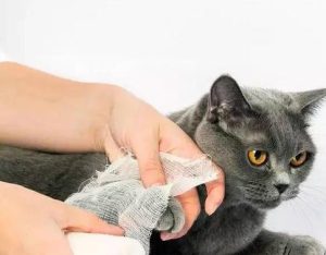 How to Handle Injuries from Cat Fights?