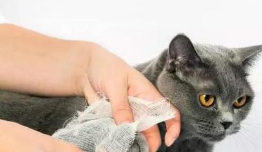 How to Handle Injuries from Cat Fights? - Pet Encyclopedia