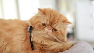 Health Issues in Senior Cats