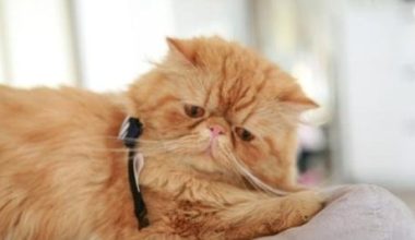Health Issues in Senior Cats - Pet Encyclopedia