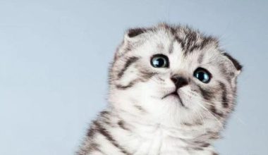The Important Functions of Cats’ Long Whiskers - Pet Encyclopedia
