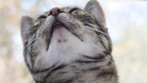 What Causes a Cat's Black Chin?