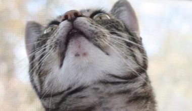 What Causes a Cat’s Black Chin? - Pet Encyclopedia