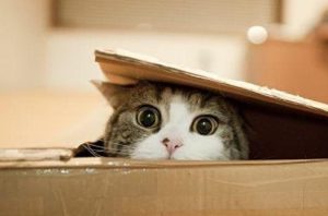 Why Are Cats Attracted to Boxes?