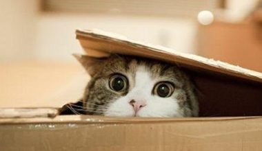 Why Are Cats Attracted to Boxes? - Pet Encyclopedia